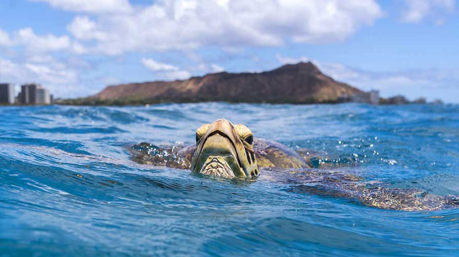 Turtle Sightseeing Snorkel Cruises with Roundtrip Hotel Transfers