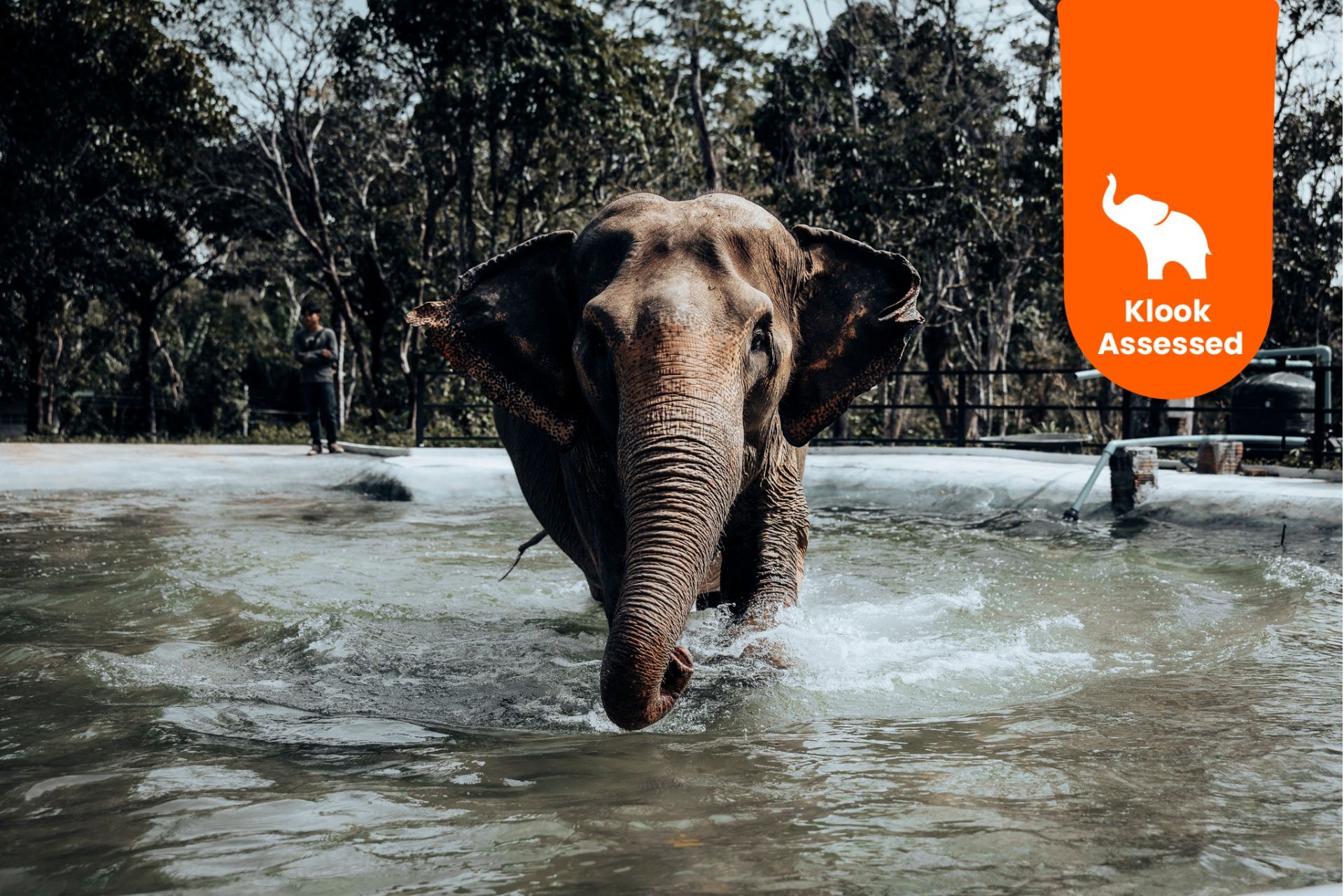 Phuket Elephant Nature Reserve Experience