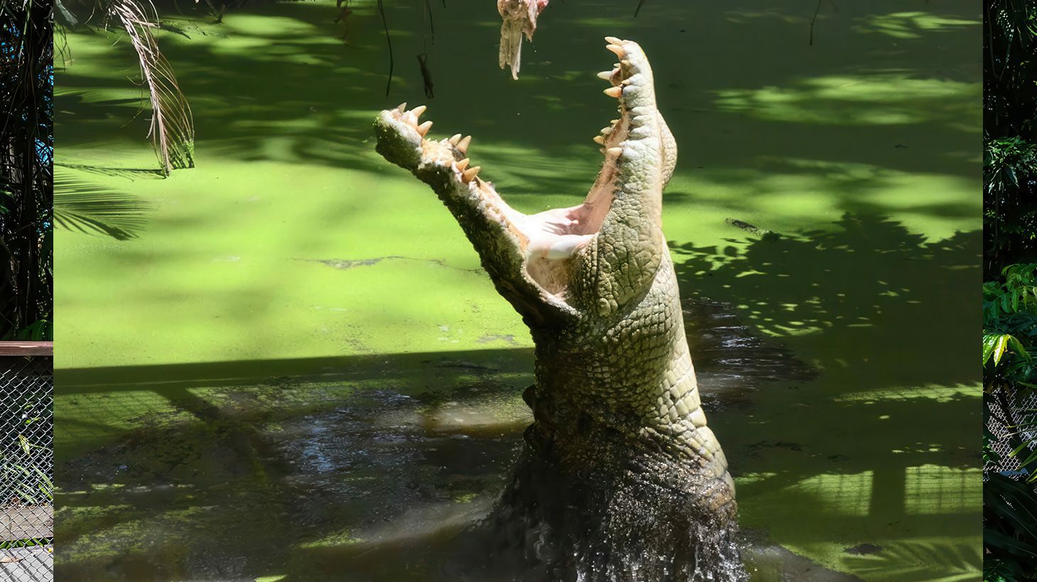 Exhilarating Saltwater Crocodile Feeding Experience at Wildlife Habitat 3