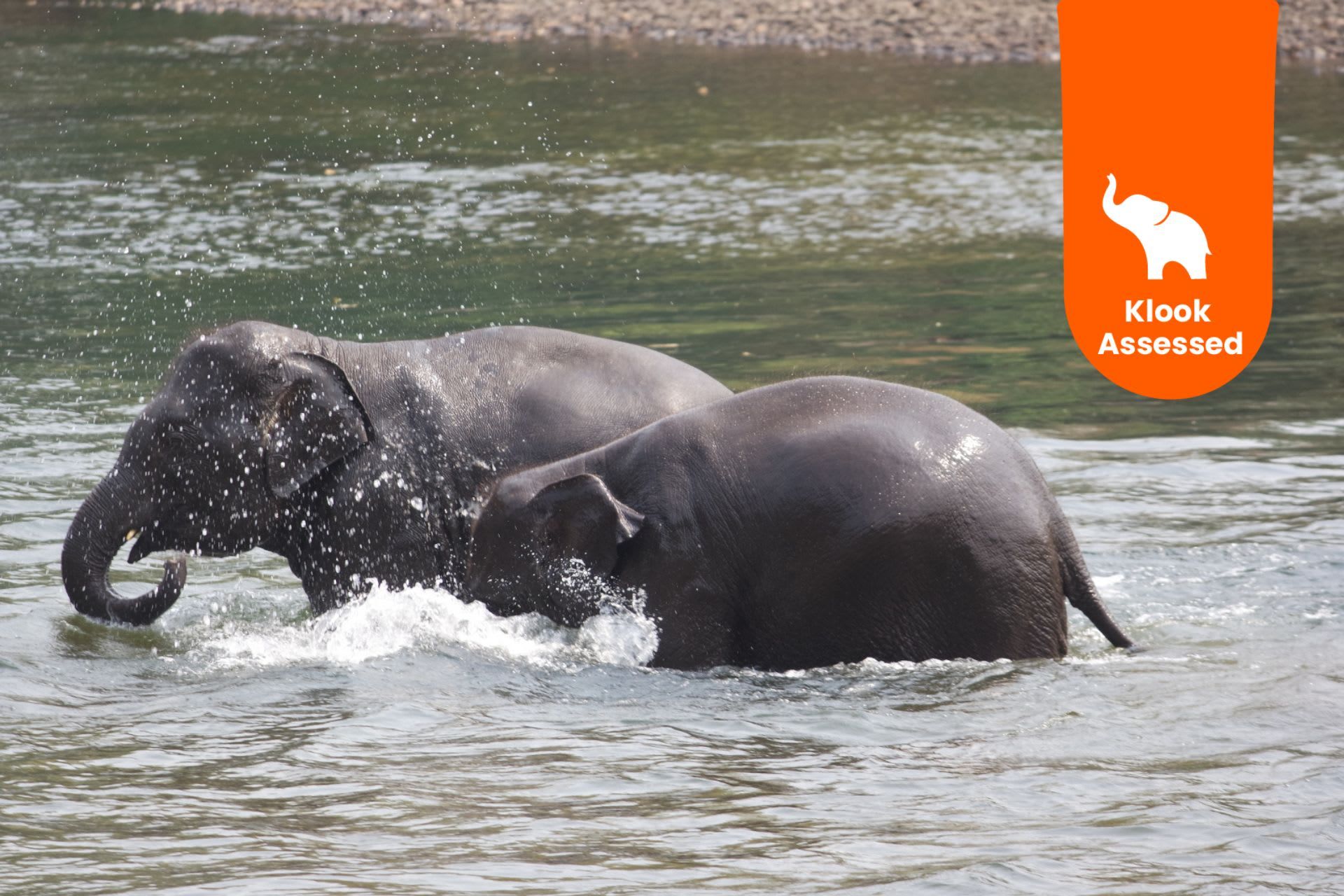 Elefantenpflege für einen Tag im Elephants World Kanchanaburi