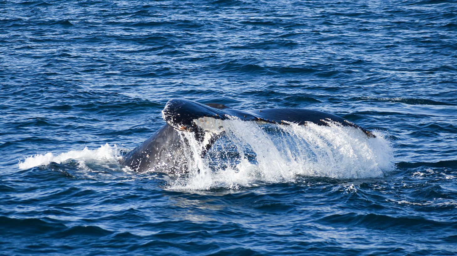Witness Migrating Whales on a Four-Hour Whale Watching Coastal Cruise at Phillip Island 5