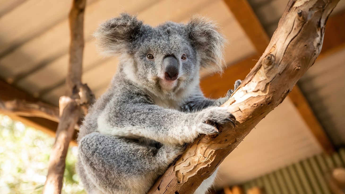 Featherdale Wildlife Park Ticket with Optional Koala Photo Upgrade