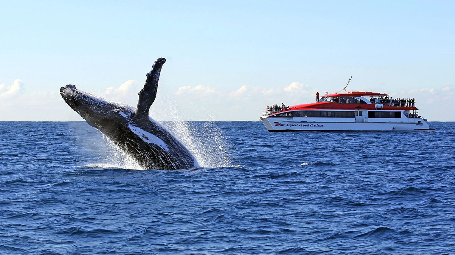 Sydney 2.5-Hour Whale Watching Cruise with Harbour Views