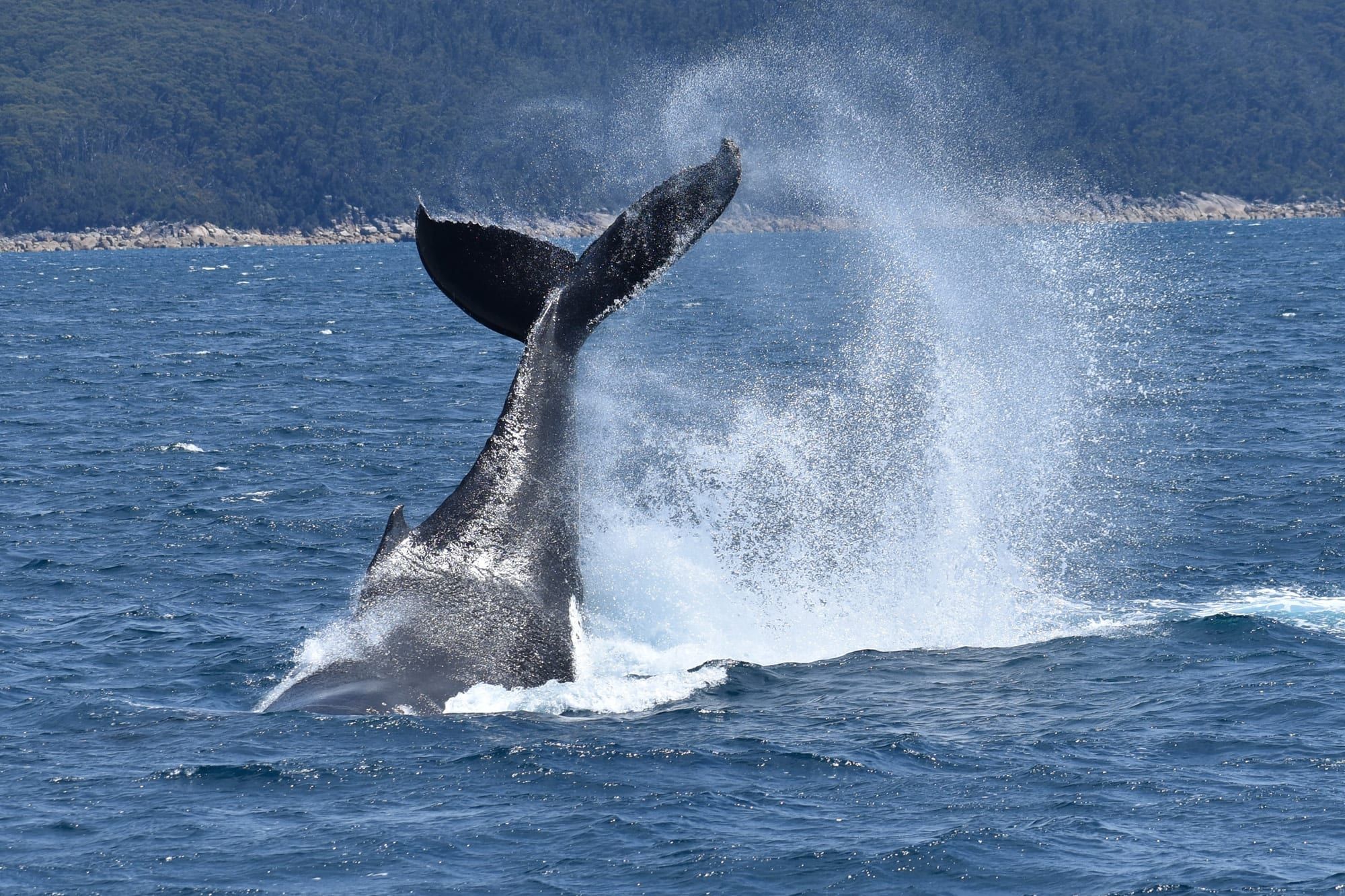 Croisière touristique d’observation des baleines à Wilsons Promontory