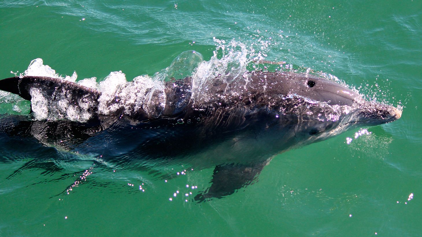 Spot Bottlenose Dolphins in Nelson Bay with a 1.5-Hour Sailing Cruise