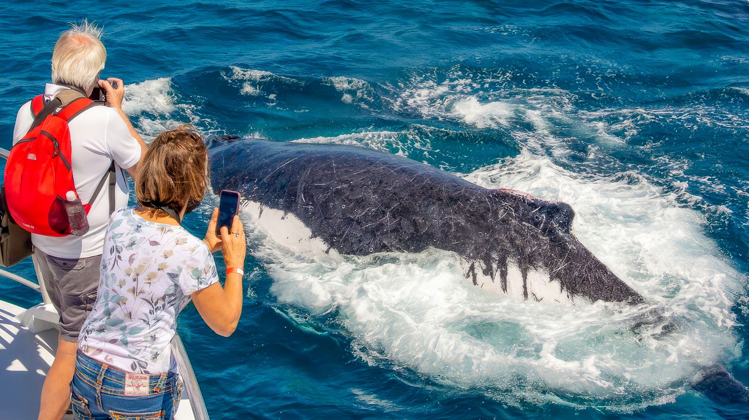 5.5-Hour Whale Watching Adventure with a Picnic Lunchbox & Return Transfers from Brisbane