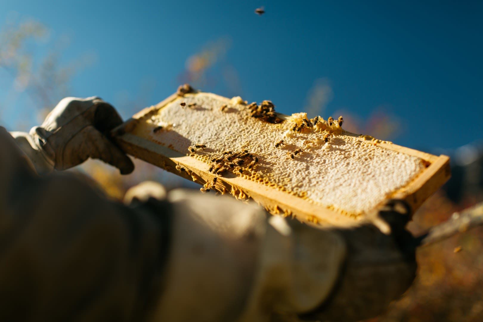 Bee-A-Beekeeper Experience