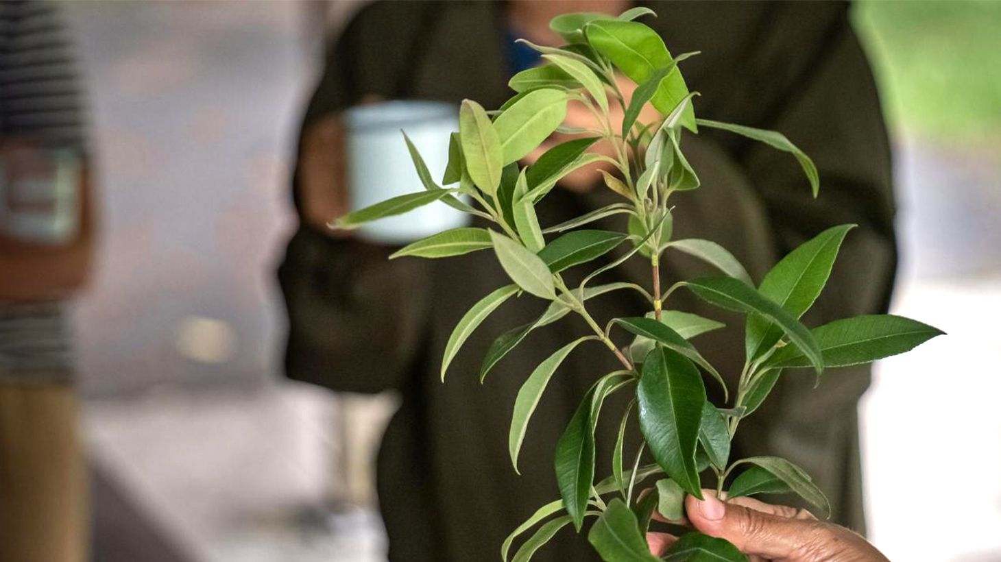 90-Minute Cape Byron Aboriginal Culture Guided Walking Tour with Bush Tucker Tasting 4