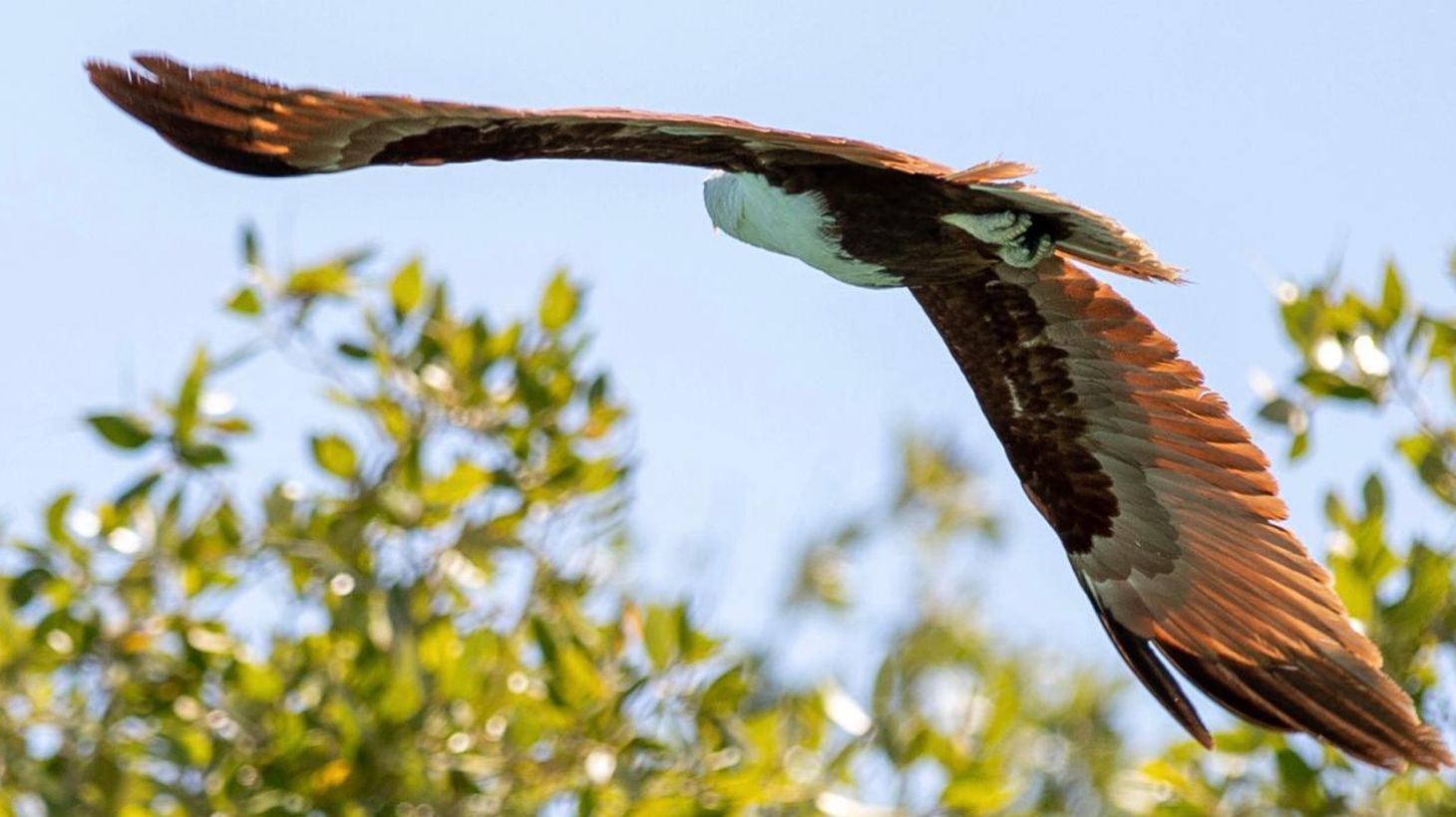 Four-Hour Eco Cruise with Sparkling Wine, Gourmet Platters & Return Transfers 6