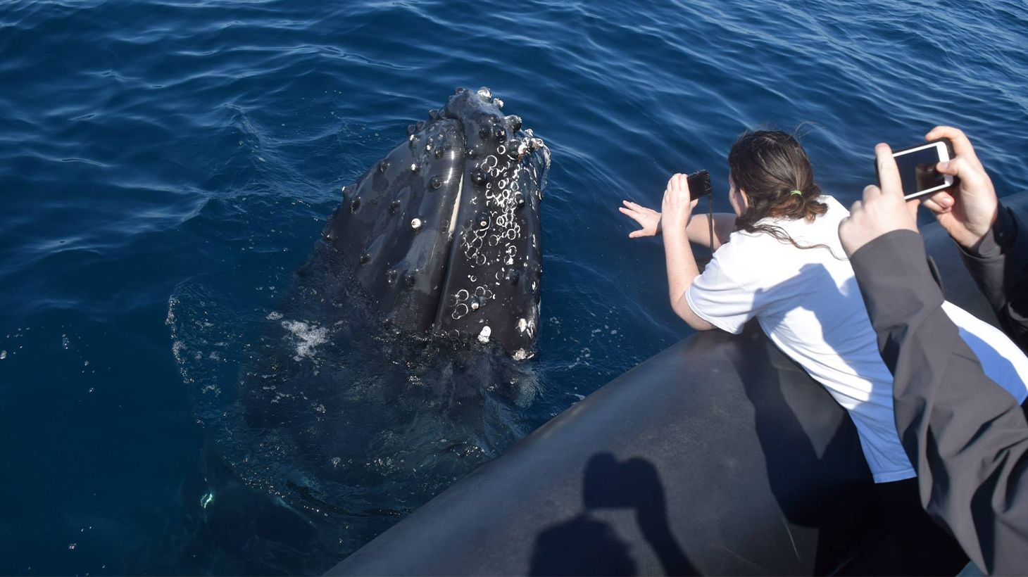 Two-Hour Whale Watching Cruise from Circular Quay 2
