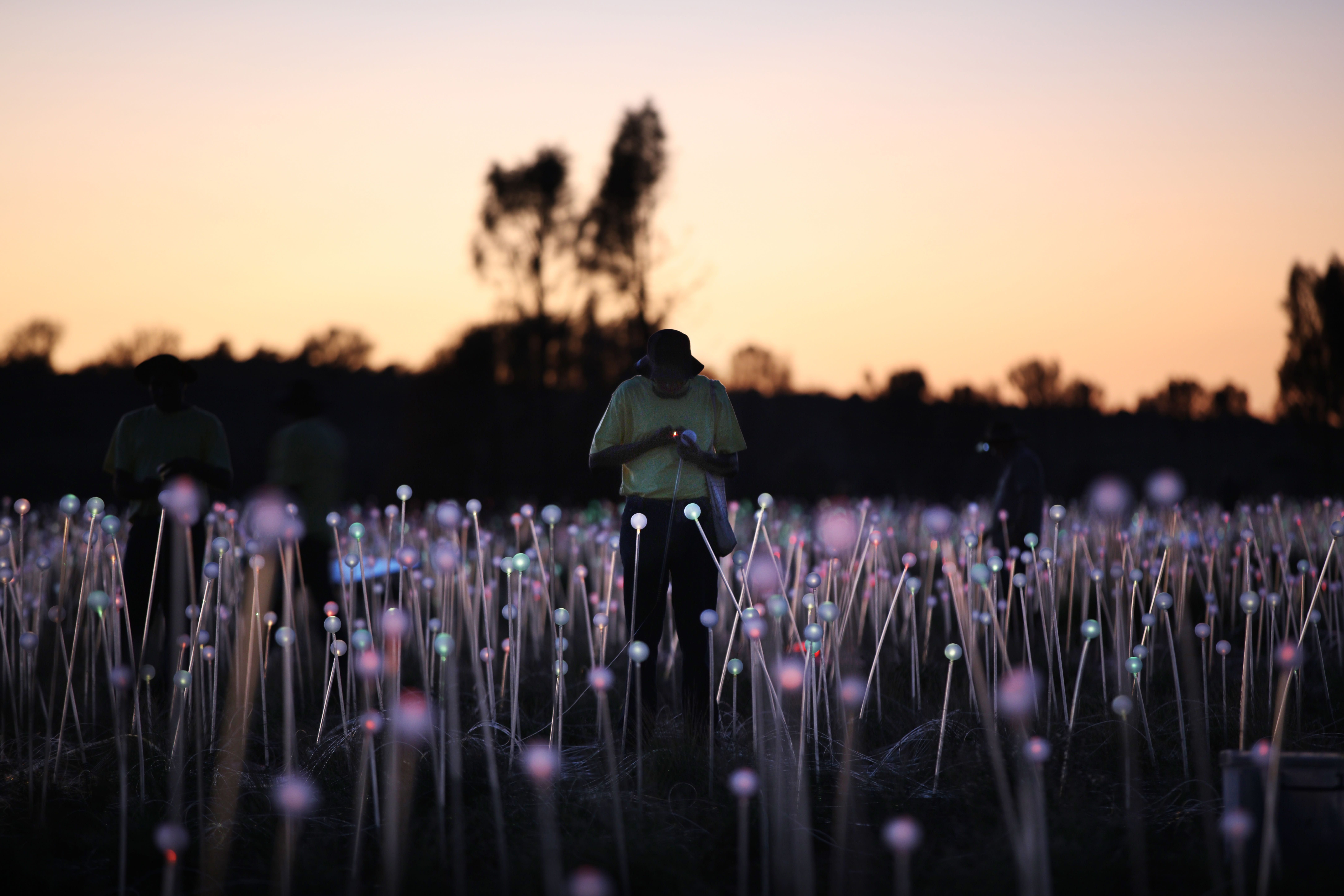 Field of Light – Sonnenaufgangstour 5