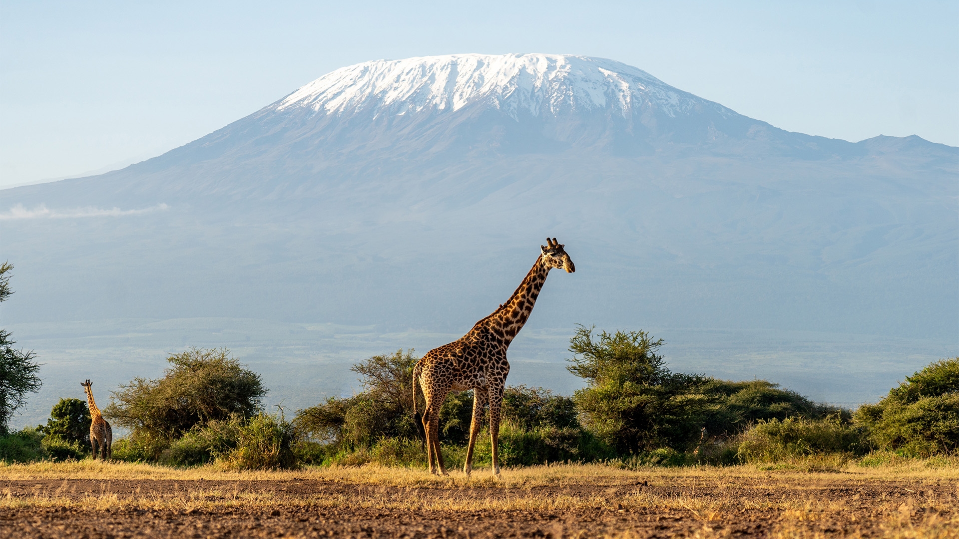 safari tanzania o sudafrica