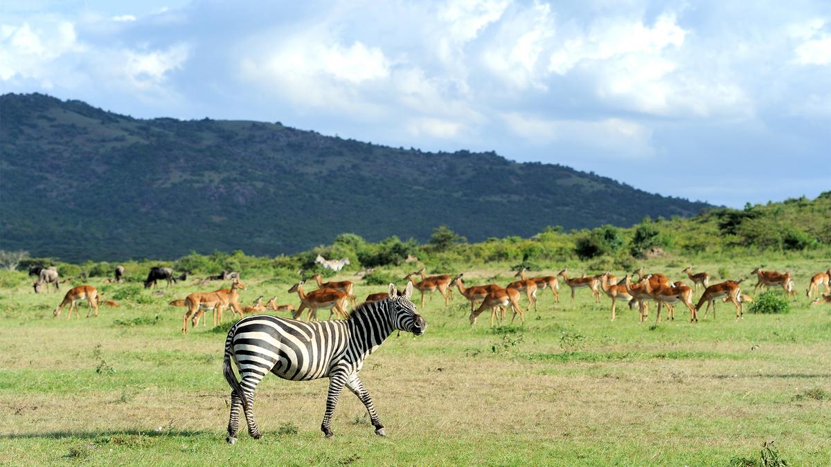 Premium 9-Day Kenya Safari 2026 with Luxury Fairmont Lodge, Maasai Mara & Nairobi by 