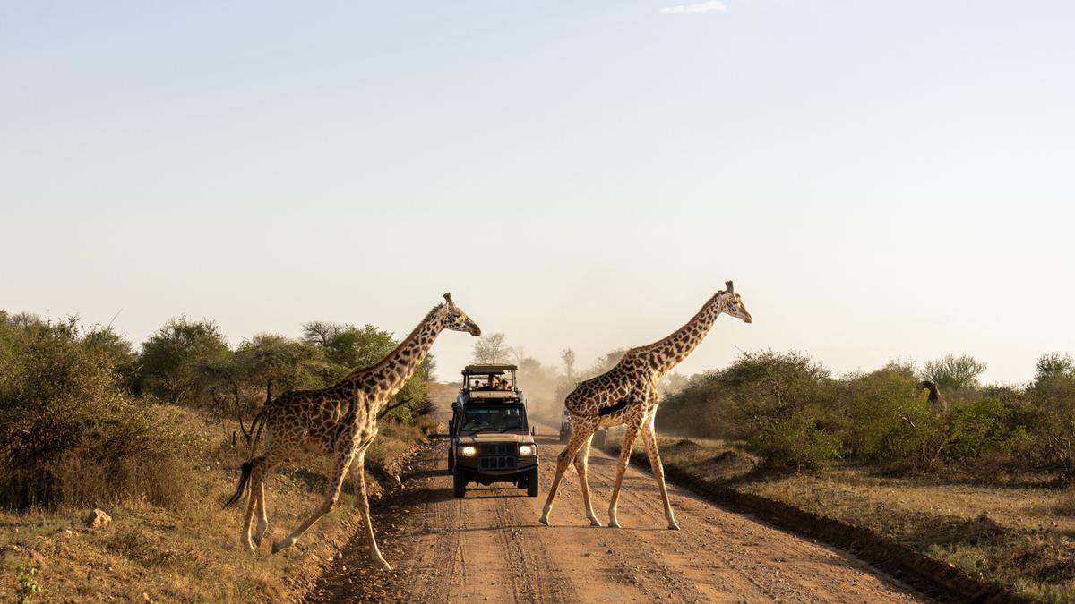 Premium 8-Day Tanzania Safari 2027 with Wellworth Lodge Stays & Serengeti National Park by 