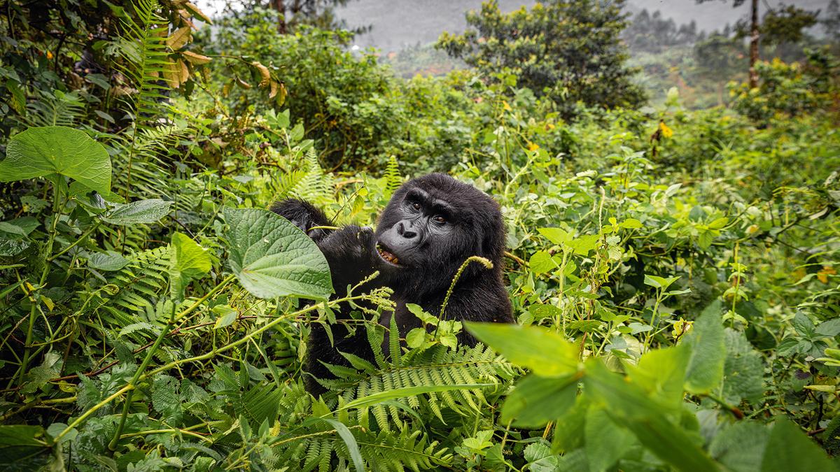 Ultra Lux 5-Day Uganda Private Fly-In Safari 2026 with Bwindi National Park & Gorilla Treks by 