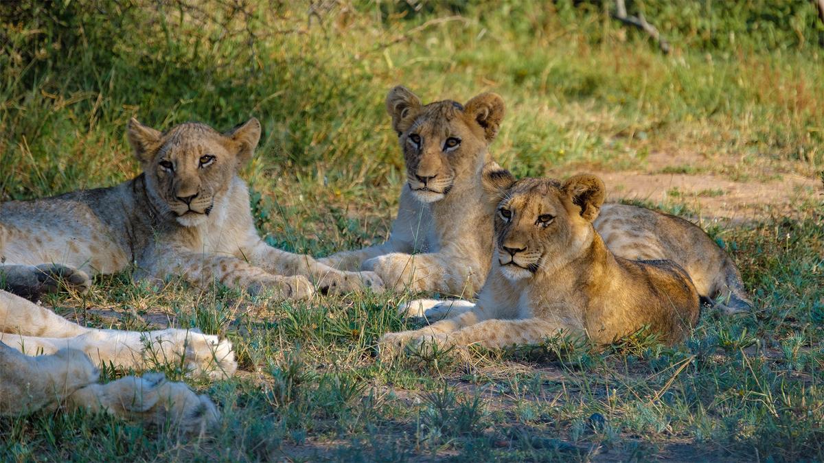 Limited Time Offer: Premium 12-Day Southern Africa Iconic Blue Train Journey + 3-Night All-Inclusive Hwange Safari Stay by 
