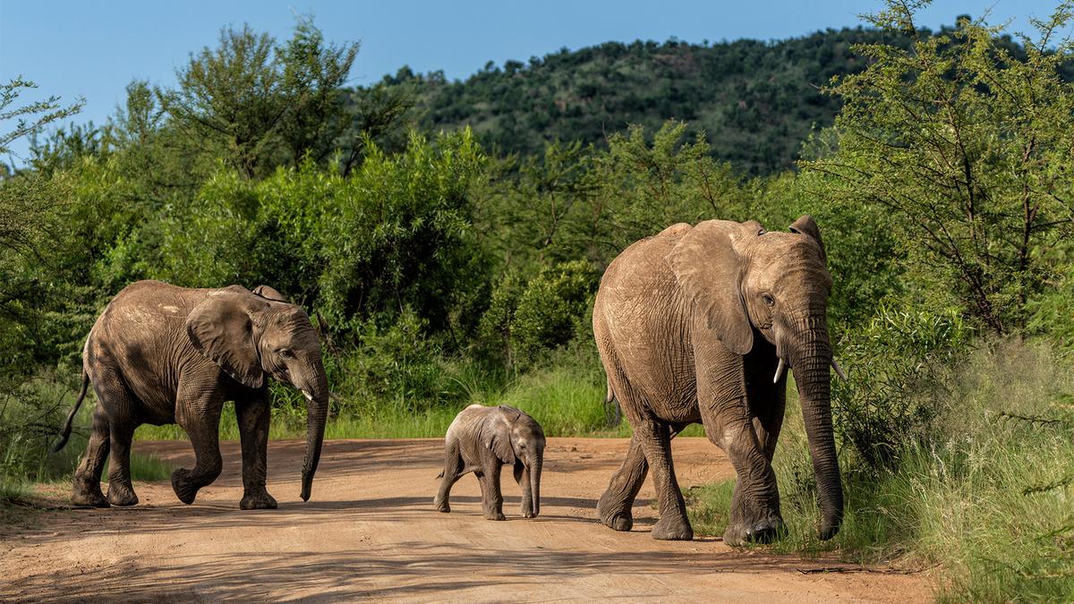 Deluxe Private 12-Day South Africa & Zimbabwe Tour with Five-Star Safari Lodge & Victoria Falls  by 