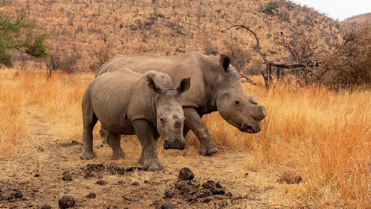 Limited Time Offer: Private 15-Day South Africa, Zimbabwe & Botswana 2027 Tour with BONUS Victoria Falls Helicopter Flight by 