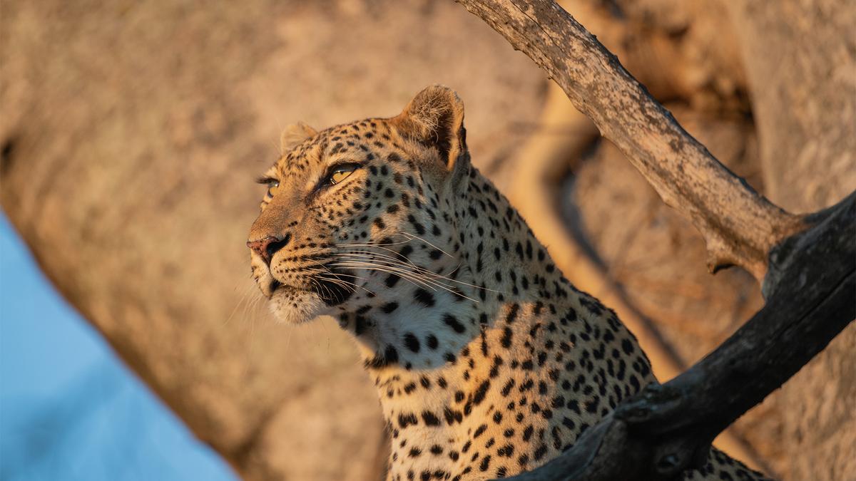 Deluxe 13-Day Southern Africa Safari 2027 with Victoria Falls, Greater Kruger & Chobe National Parks by 