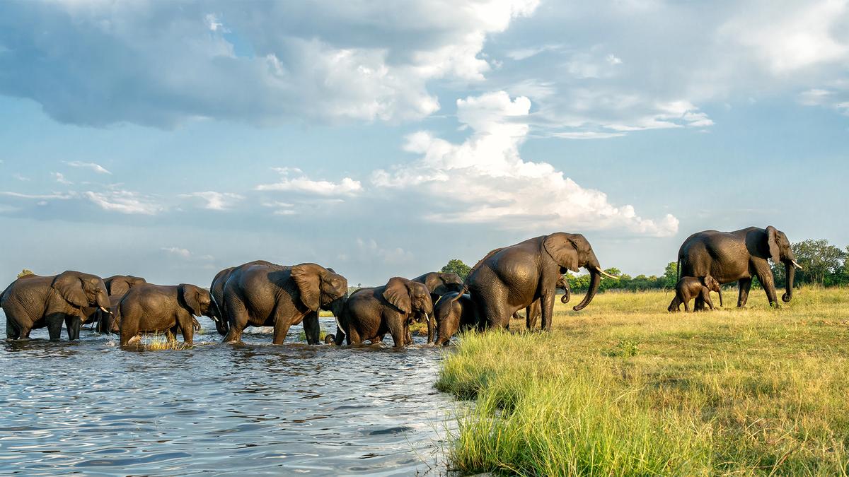 Deluxe 13-Day Southern Africa Safari 2027 with Victoria Falls, Greater Kruger & Chobe National Parks by 