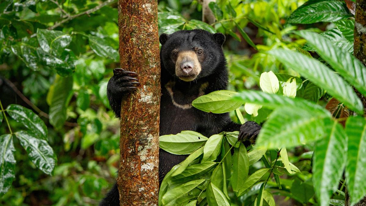 Nur für kurze Zeit: Deluxe-Wildlife-Tour durch Borneo über 9 Tage mit 3 Übernachtungen im EQ Kuala Lumpur von Luxury Escapes Tours