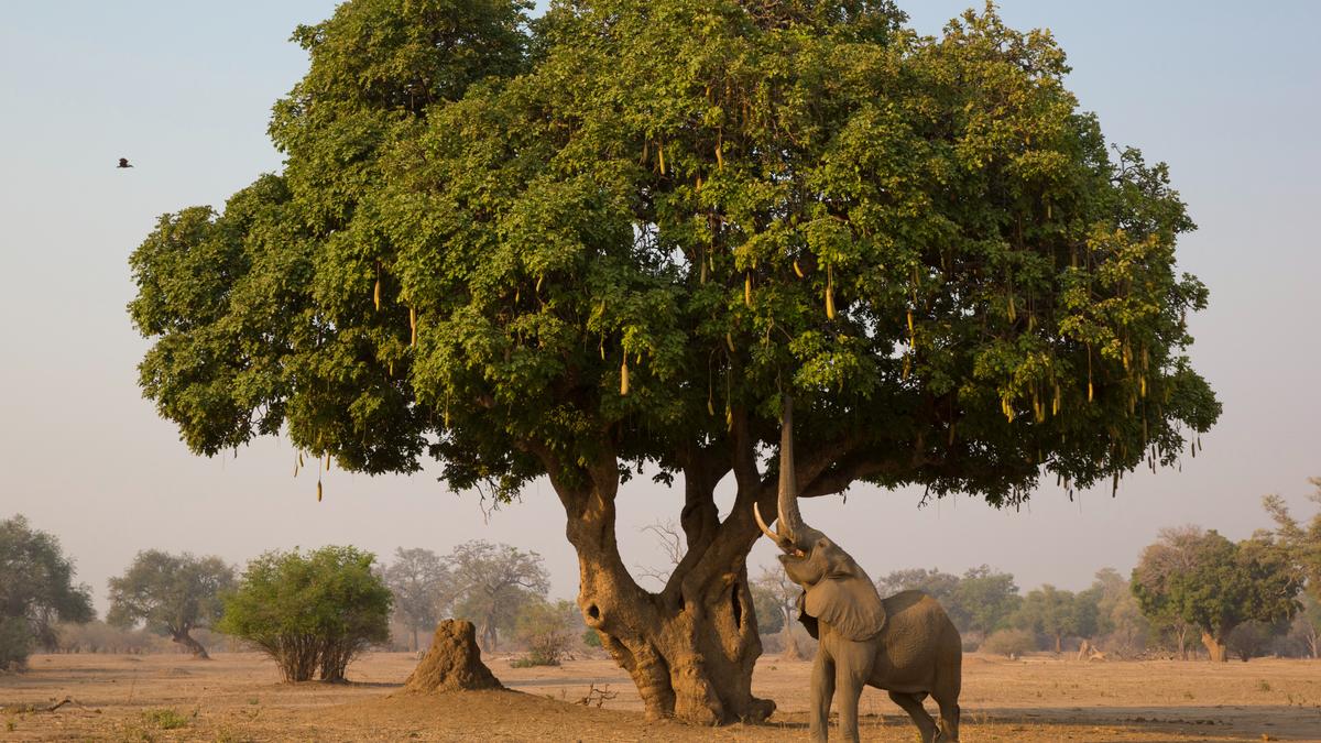 Zeitlich begrenztes Angebot: 9-tägige Ultra Lux-Privatsafari durch Simbabwe mit African Bush Camps, den Viktoriafällen, dem Karibasee & Mana Pools von 