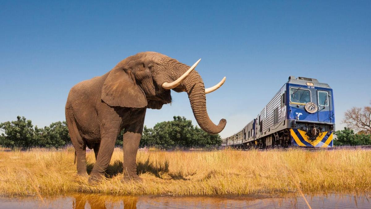 Limited Time Offer: 12-Day Southern Africa Blue Train Journey with Victoria Falls + 3-Night All-Inclusive Zambezi River Cruise by 