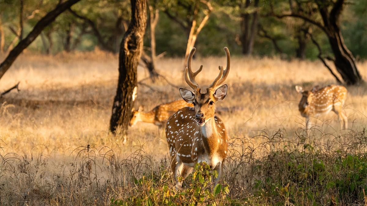 Premium: 18-tägige ultimative Rundreise durch Indien und Nepal mit dem Goldenen Dreieck, einer Tigersafari in Ranthambore und dem Himalaya von Luxury Escapes Tours