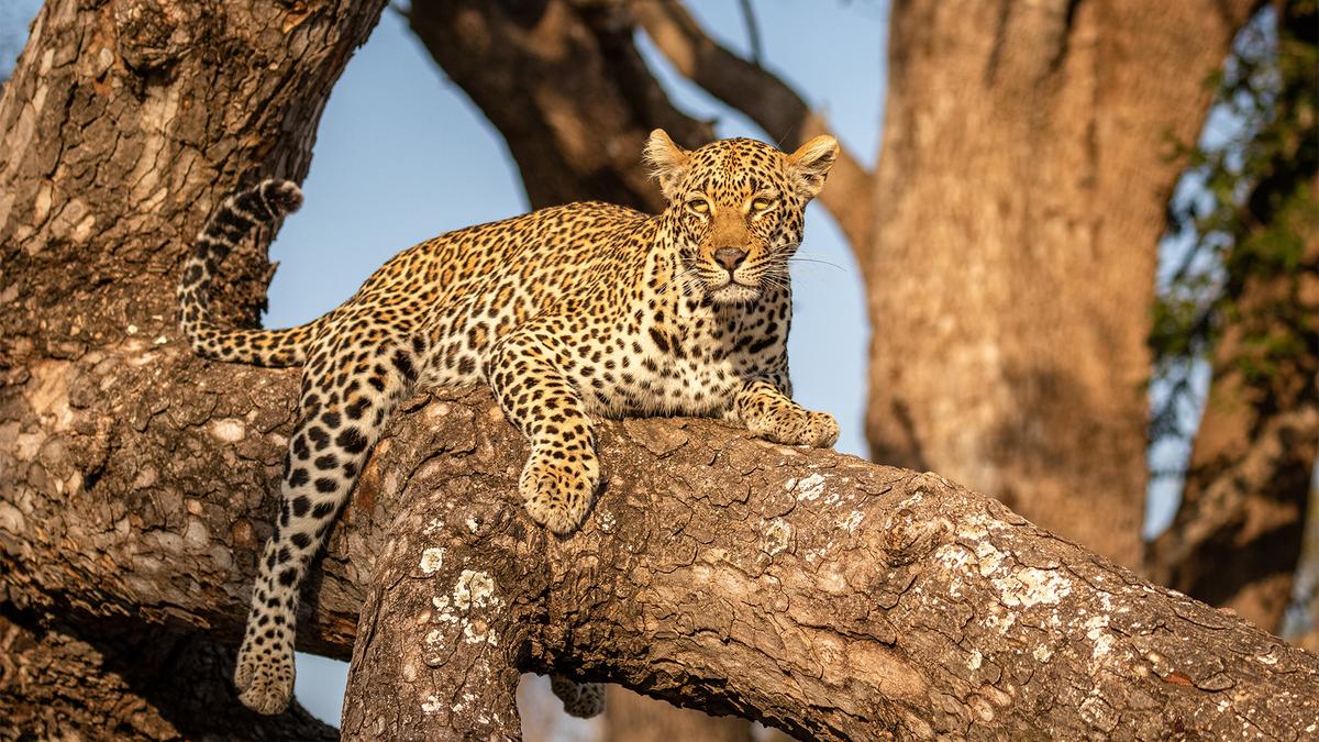 Premium 10-Day South Africa Iconic Blue Train Journey with All-Inclusive Safari by 