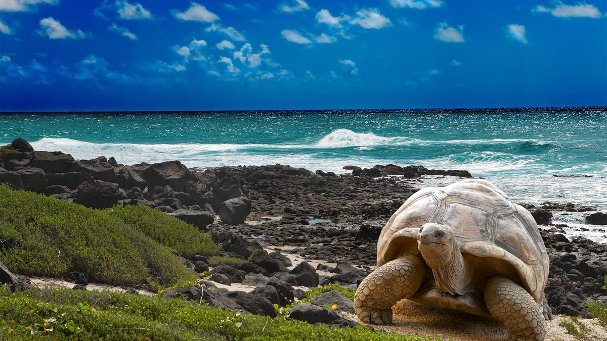 Limited Time Offer: 18-Day South America Odyssey + Galápagos National Geographic Expedition   by 