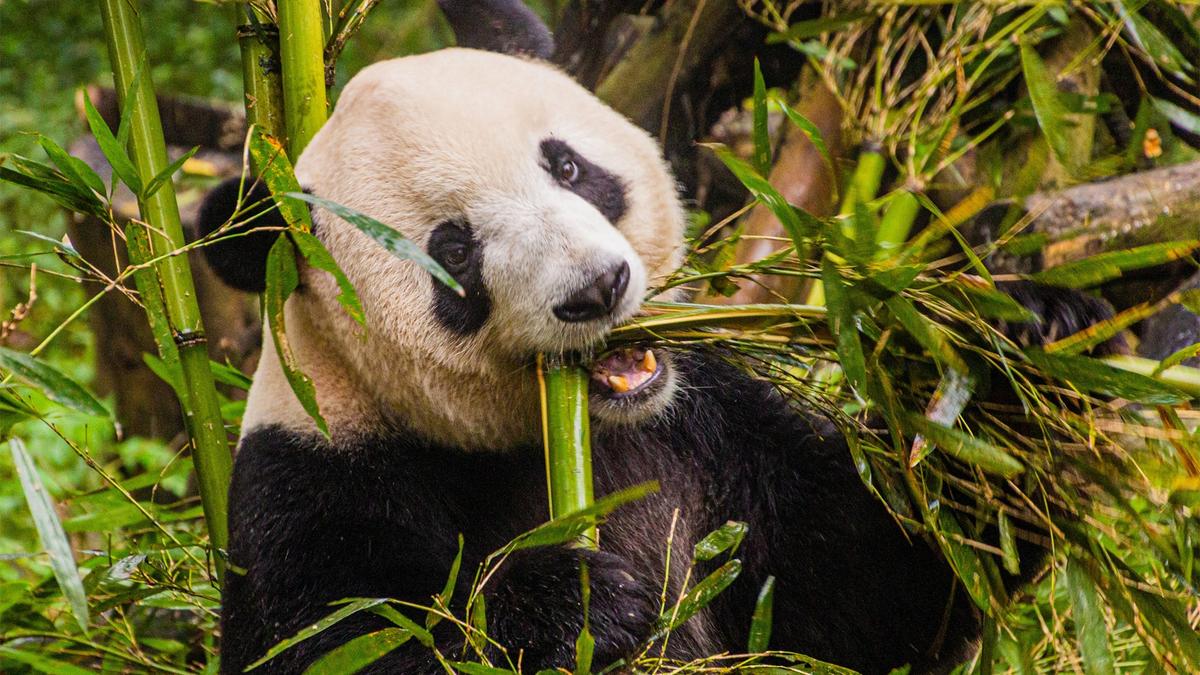 Limited Time Offer: Premium 12-Day China Highlights with Great Wall of China + 3-Night Harbour Grand Hong Kong Stay by 