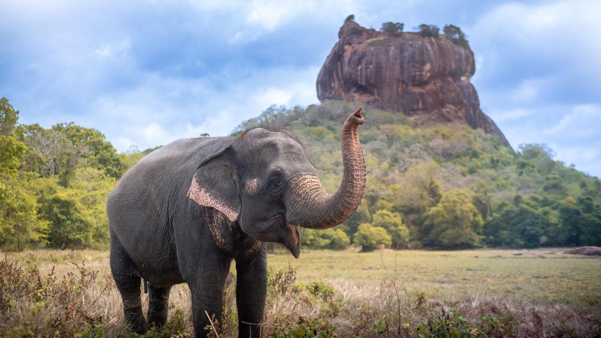 Premium 13-Day Private Sri Lanka Escape with Scenic Train Journey, Ancient Kingdoms & Coastal Galle by 
