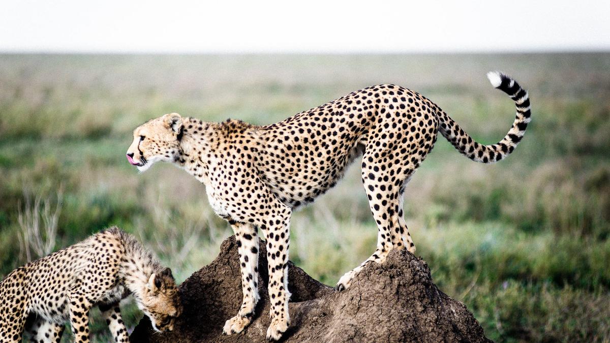 Ultra Lux 8-Day Kenya & Tanzania Private Safari 2027 with Ngorongoro Crater, Serengeti & Maasai Mara by 