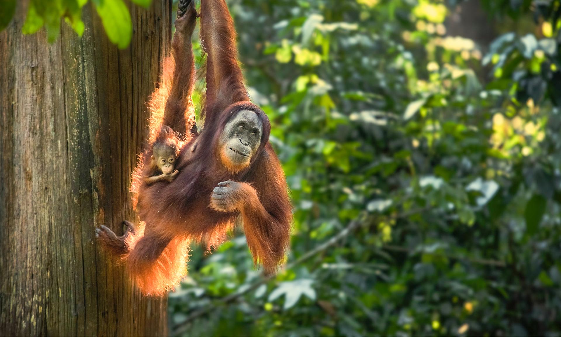 borneo orangutan tour malaysia