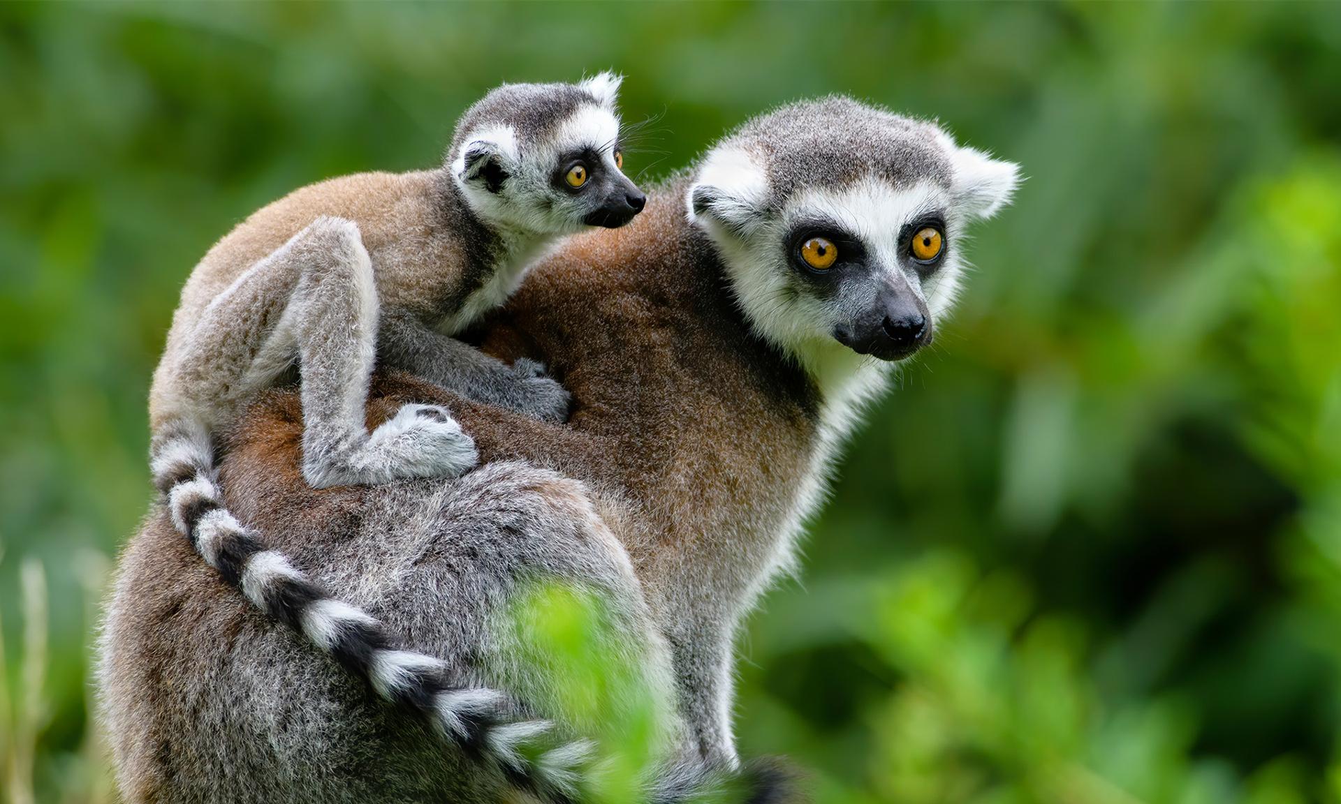 The Community Reserve in Madagascar Where Locals and Lemurs Thrive