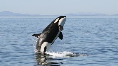 Vancouver: Spot Incredible Marine Life on Half-Day Whale & Wildlife Boat Tour 