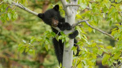 Jasper: Three-Hour Wildlife Discovery Tour in Jasper National Park with Return Transfers