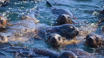 Two-Hour Coastal Wildlife Cruise to Australia’s Largest Seal Colony