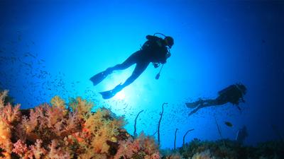 Cabo San Lucas: Full-Day Cabo Pulmo Scuba Diving Tour with Lunch & Transfers