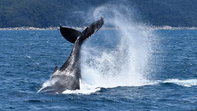 Celebrate Father's Day with a  Captivating Six-Hour Whale Watching Coastal Cruise along Wilson’s Promontory