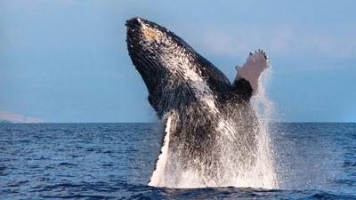 Two-Hour Whale Watching Morning Cruise
