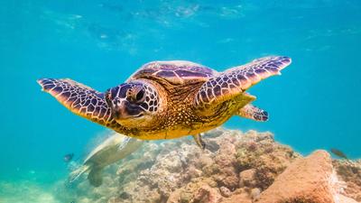 Honolulu: Two-Hour Sea Turtle Snorkelling Adventure with Light Snacks