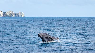 Two-Hour Morning or 1.5-Hour Afternoon Whale Watching Sightseeing Cruise with Transfers