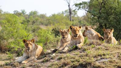 Deluxe 9-Day Best of South Africa, Zimbabwe and Botswana with All-Inclusive Kruger Safari by 