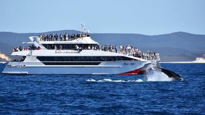 Half-Day Premium Whale Watching Adventure with Guaranteed Window Table & Picnic Lunchbox