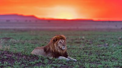  Signature Series: Southern Africa Exclusive Safari with Jason Edwards, National Geographic photographer  by 