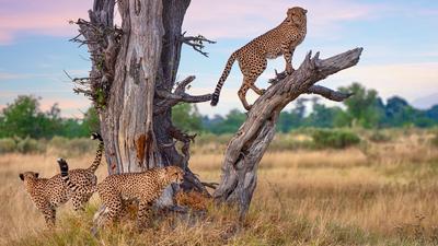 Deluxe 21-Day Ultimate Southern Africa with Victoria Falls, Chobe & Moremi Game Viewing by 