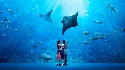Singapore: Explore the Wonders of the Ocean with a One-Day S.E.A. Aquarium Ticket