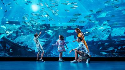 Singapore: One-Day S.E.A. Aquarium VIP Ticket with Dolphin Encounter Experience & Behind-The-Scenes Tours