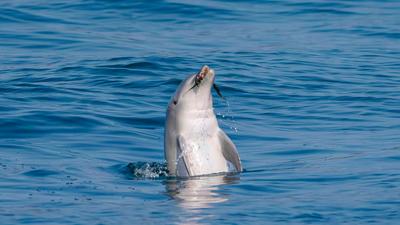 90-Minute Dolphin Cruise in Brunswick Heads & Byron Bay